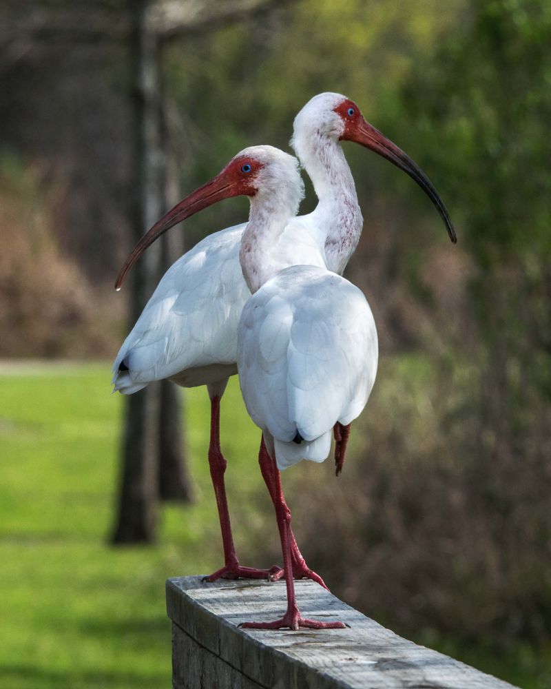 Two ibis at Shadow Creek Ranch Nature Trail