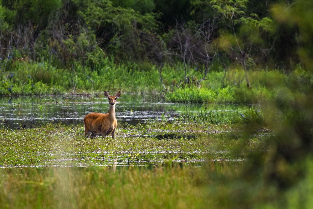 A deer at Shadow Creek Ranch Nature Trail