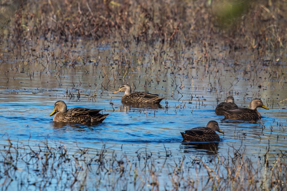 Ducks on Shadow Creek Ranch Nature Trail's marsh