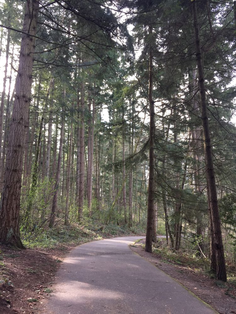 A trail at Bradley Lake Park