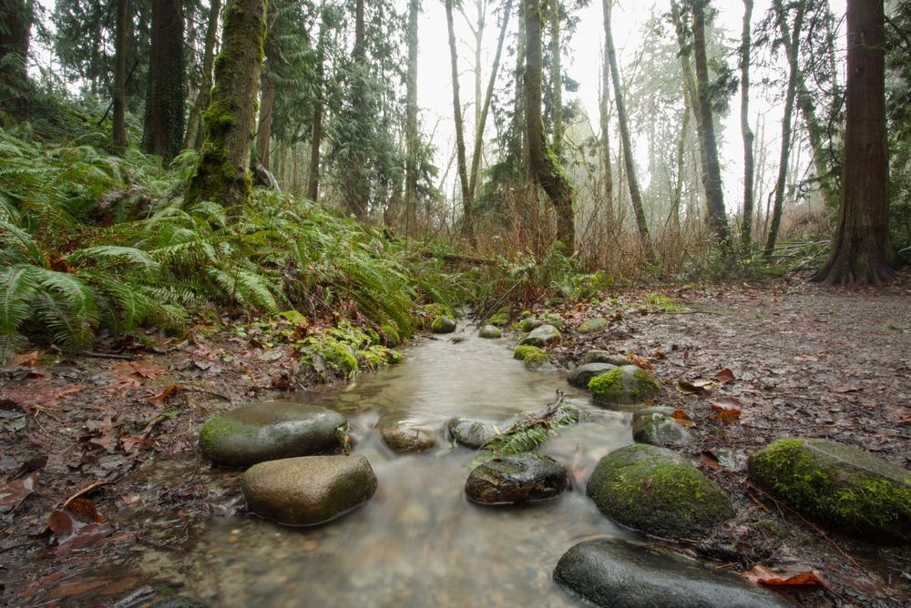 A creek at Wildwood Park