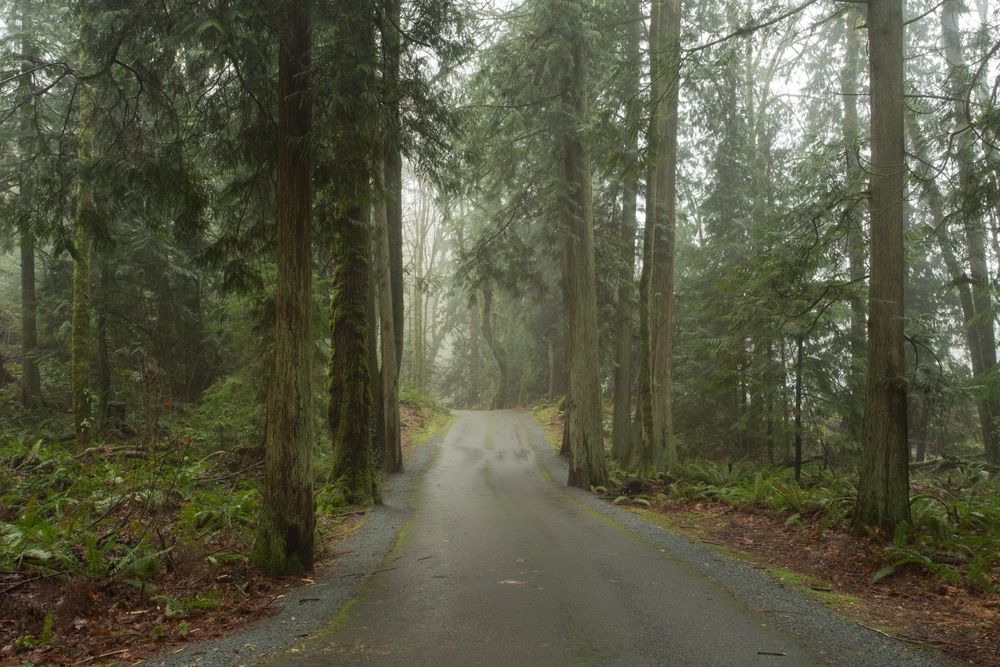 A trail at Wildwood Park