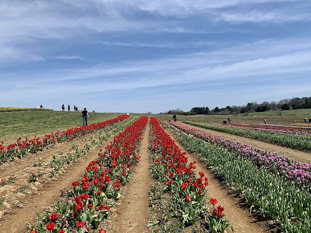 Daytime view of Burnside Farm's Festival of Spring