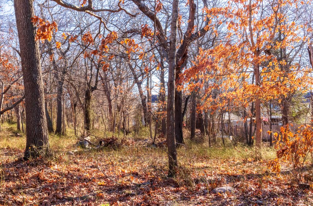 Trees at Faxon Park