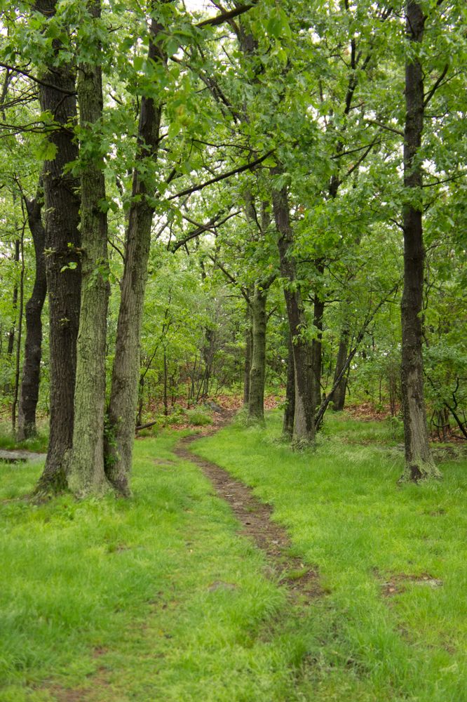 Trail at Moswetuset Hummock
