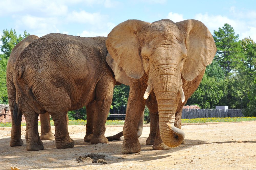 Elephants at Caldwell Zoo