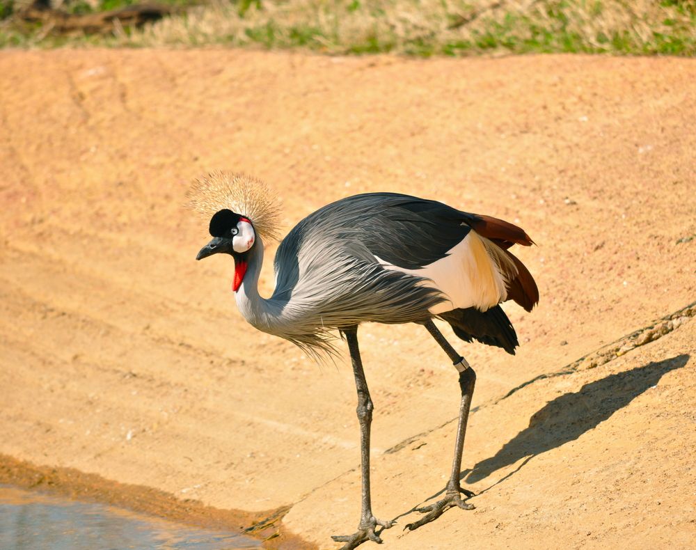 Crowned crane at Caldwell Zoo