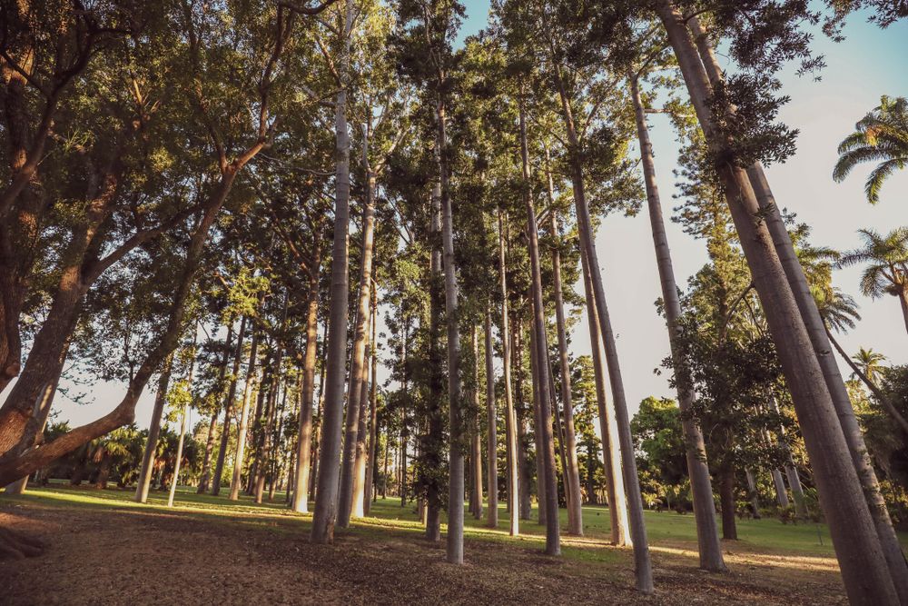 Tall trees in Rockhampton Botanic Gardens