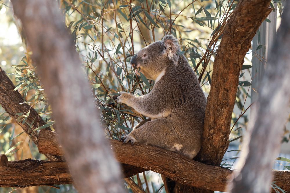 A koala sitting on a tree in Rockhampton Zoo