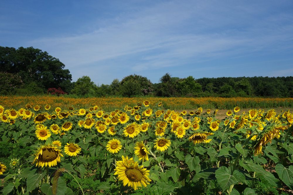 Sunflowers at Dorothea Dix Park