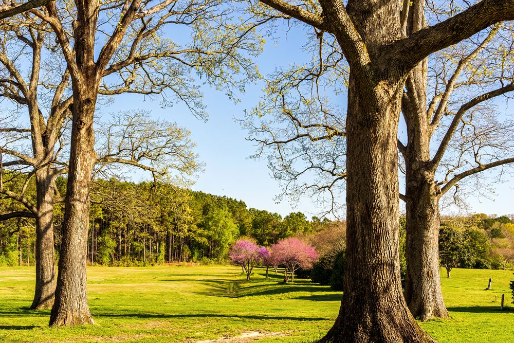 Trees at Dorothea Dix Park
