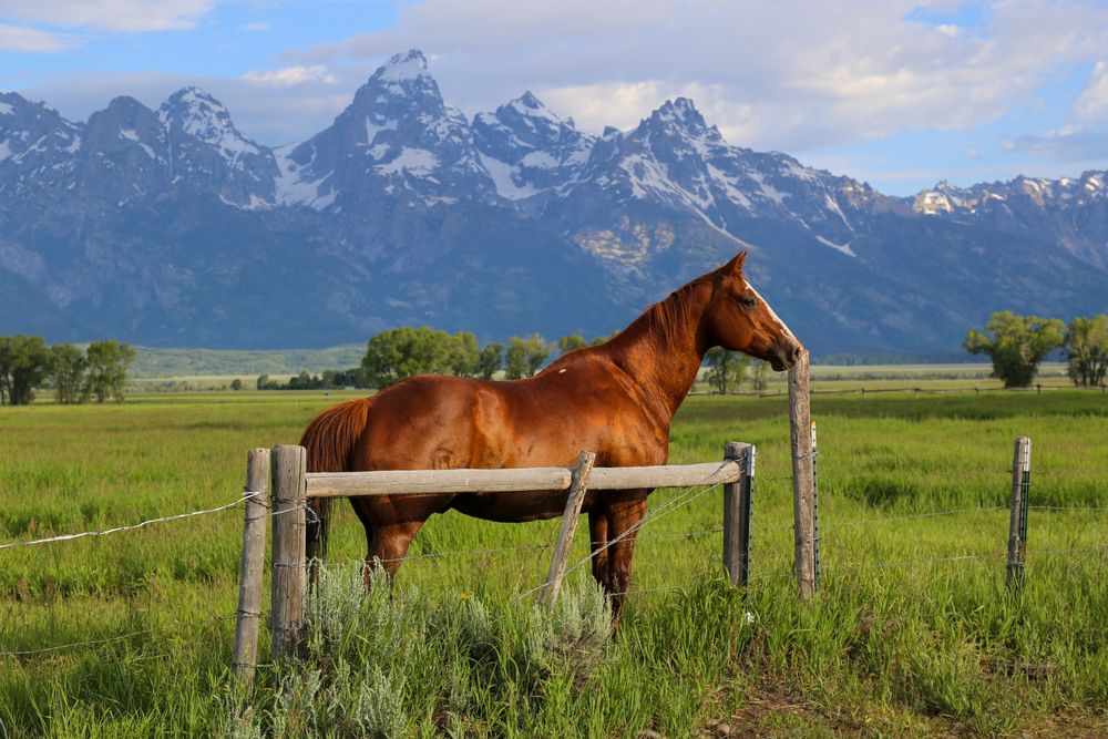A Horse in one of the Ranches at Jackson Hole