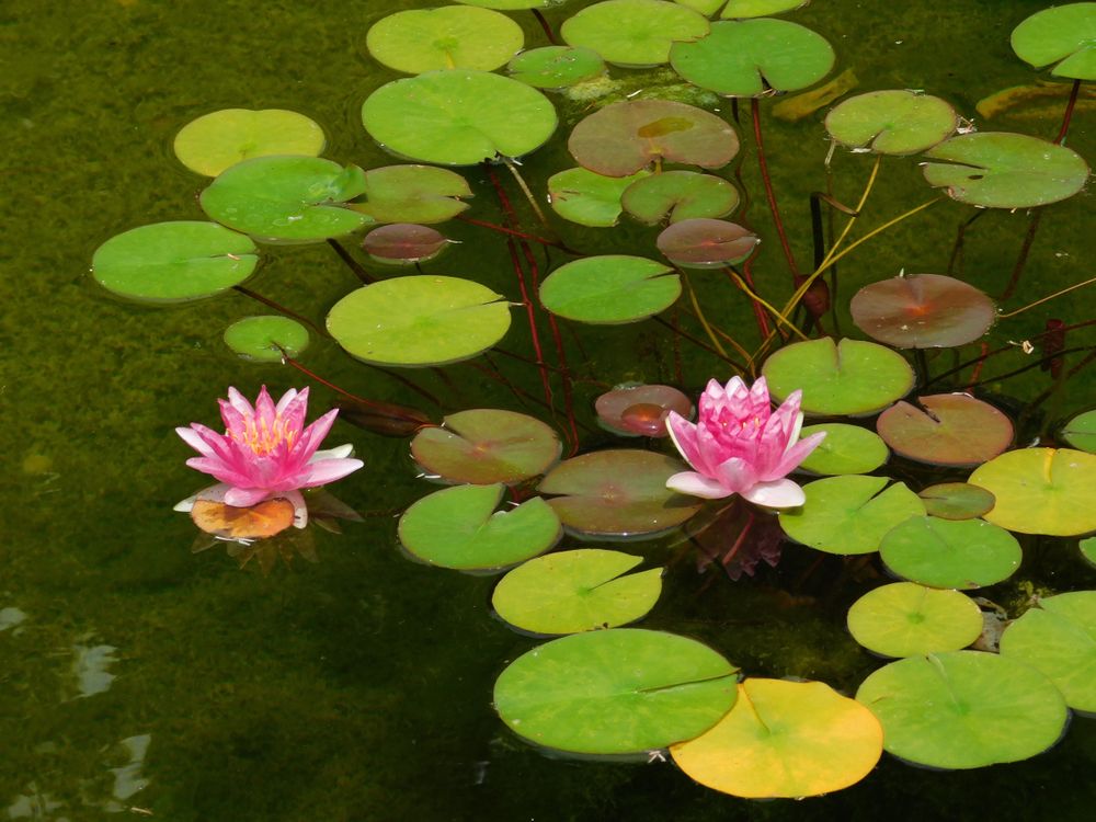 Lily pad pond at Kingwood Center Gardens