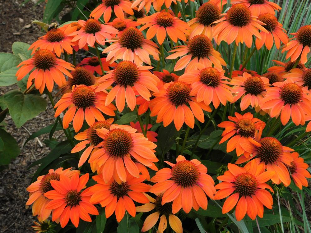 Flowers at Kingwood Center Gardens