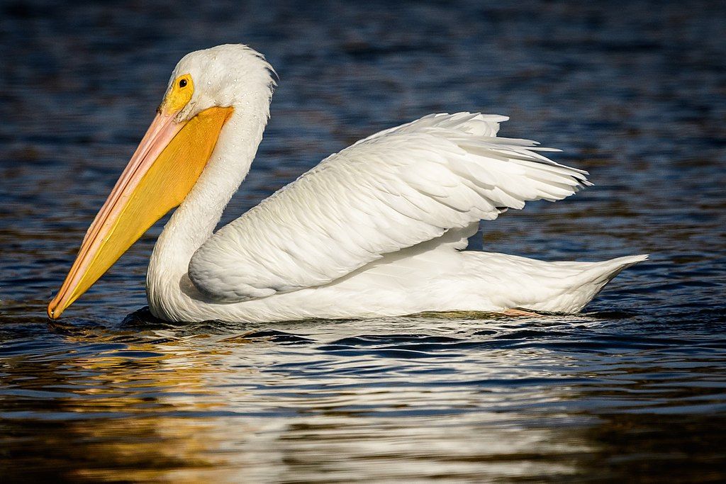 Pelican at Miller/Knox Regional Shoreline