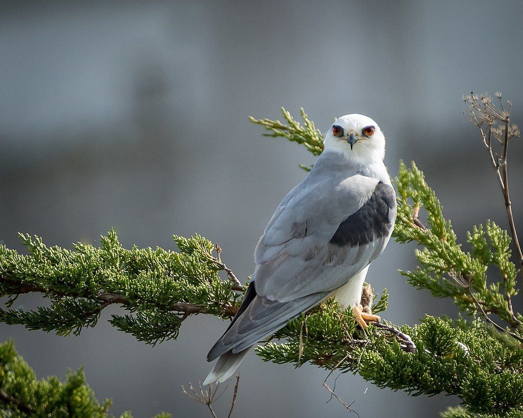A bird at Miller Knox Regional Shoreline