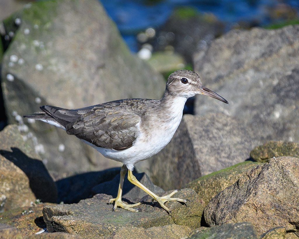 A bird at Miller/Knox Regional Shoreline