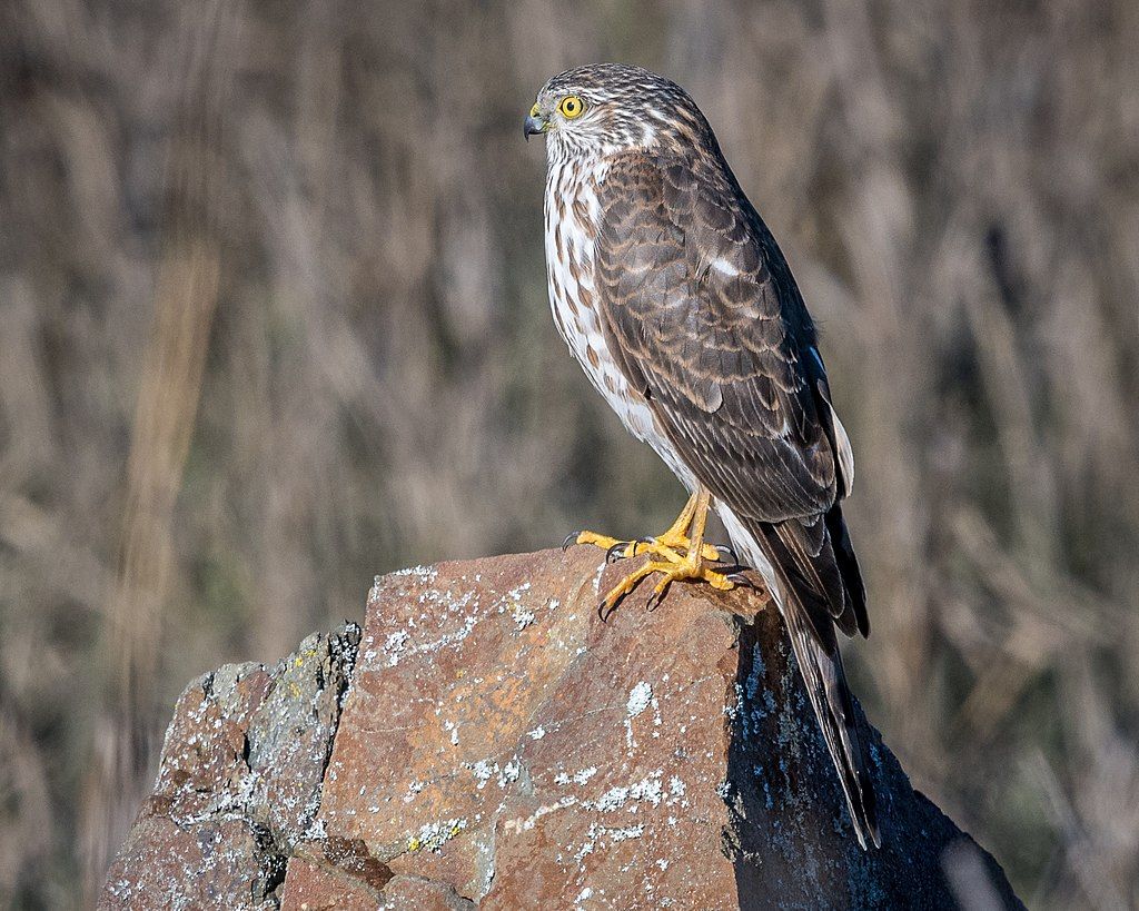 A hawk on a boulder at Point Isabel Regional Shoreline