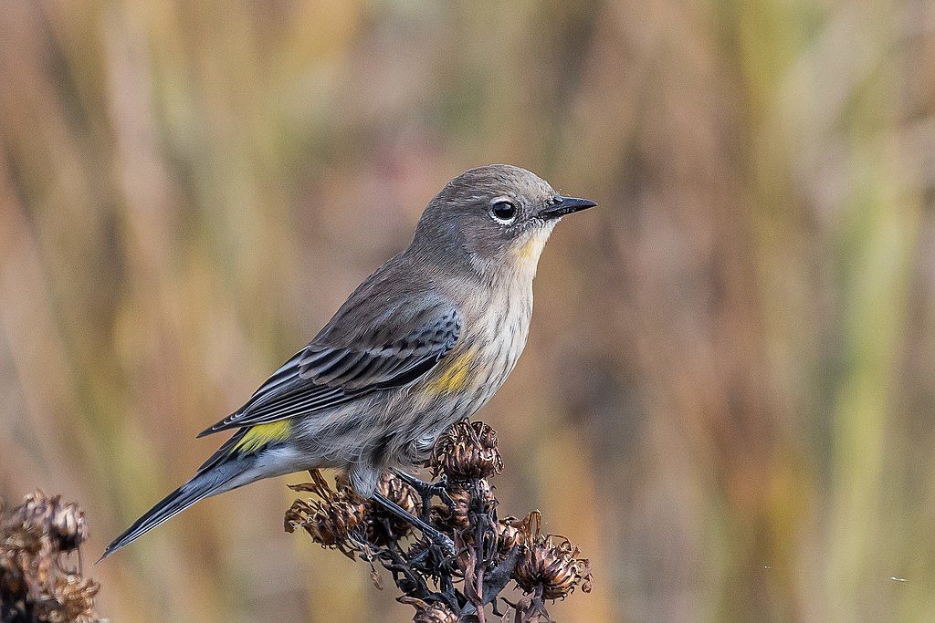 A bird perched on a plant at Point Isabel Regional Shoreline