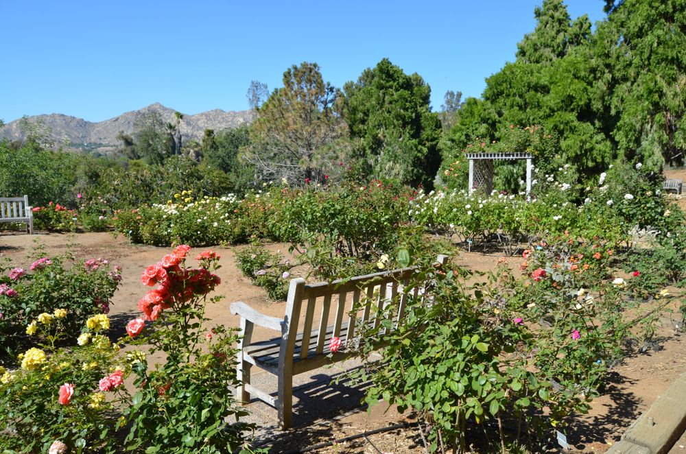 Flora at University of California Riverside Botanic Garden