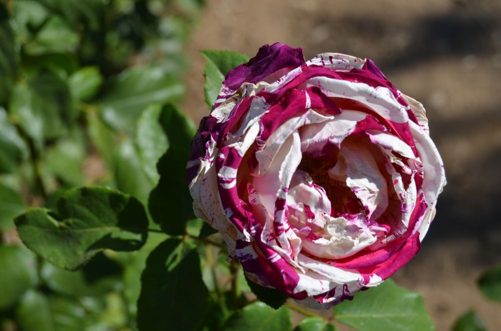 A gorgeous flower at University of California Riverside Botanic Garden