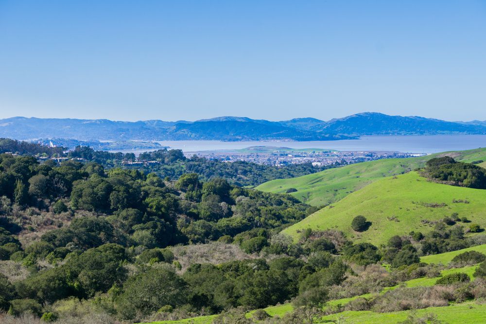 Trees along Wildcat Canyon Regional Park