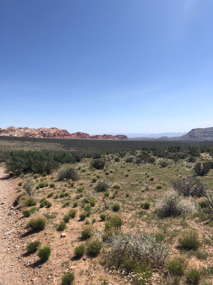 Landscape of Willow Springs