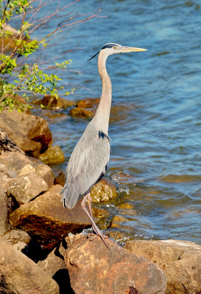 A heron near the waters of Catawba River