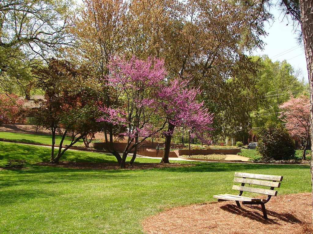 A wooden bench on the grounds of Glencairn Garden