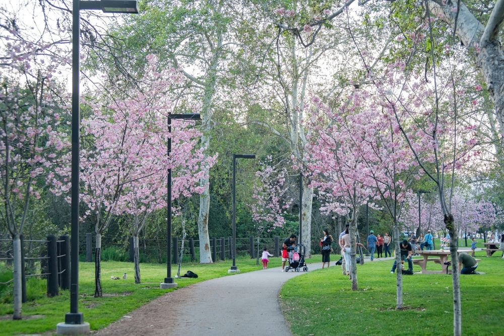 Cherry blossom trees at Peter F. Schabarum Regional Park