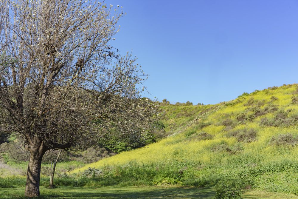 Landscape of Peter F. Schabarum Regional Park