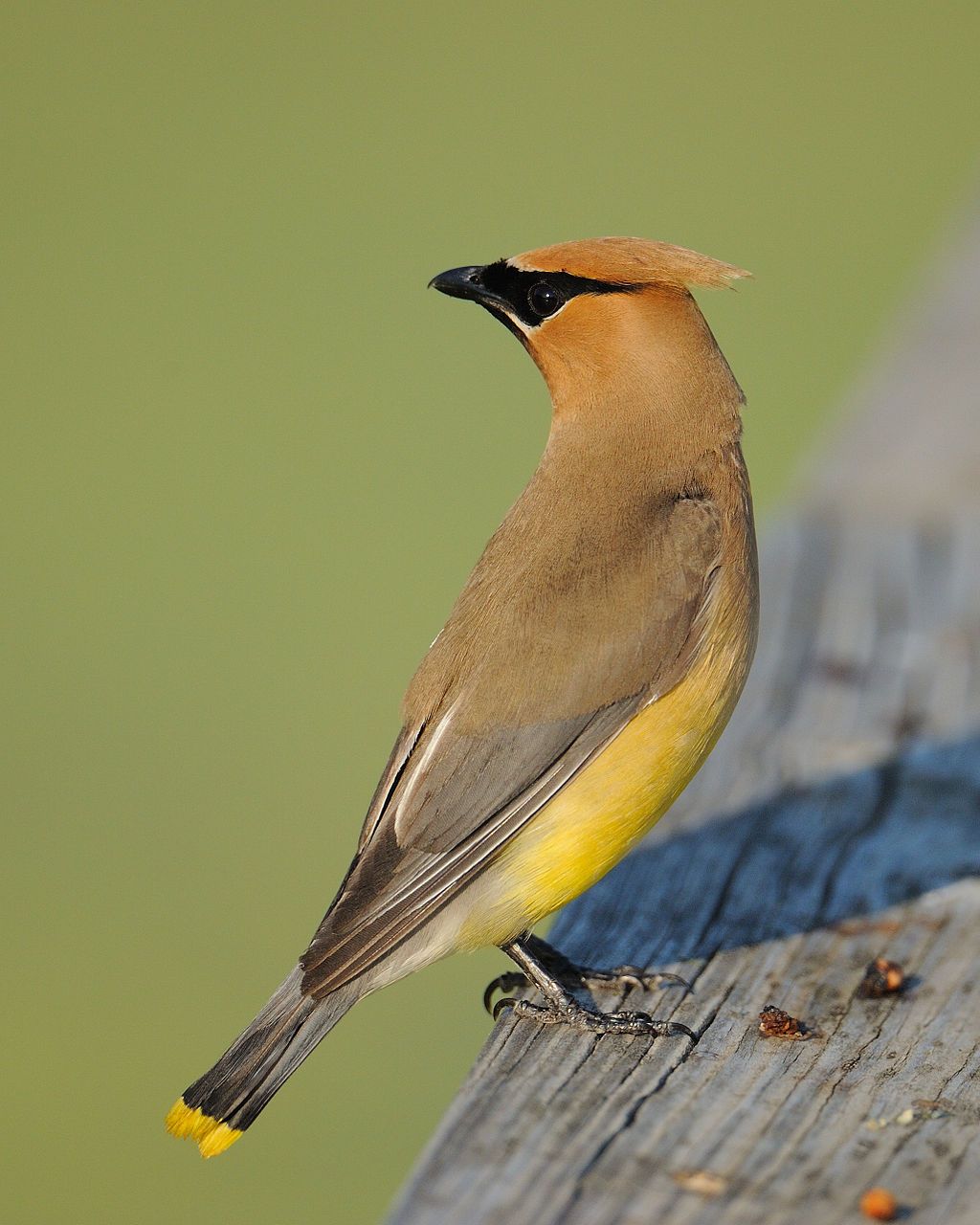A bird at Rollins Savanna