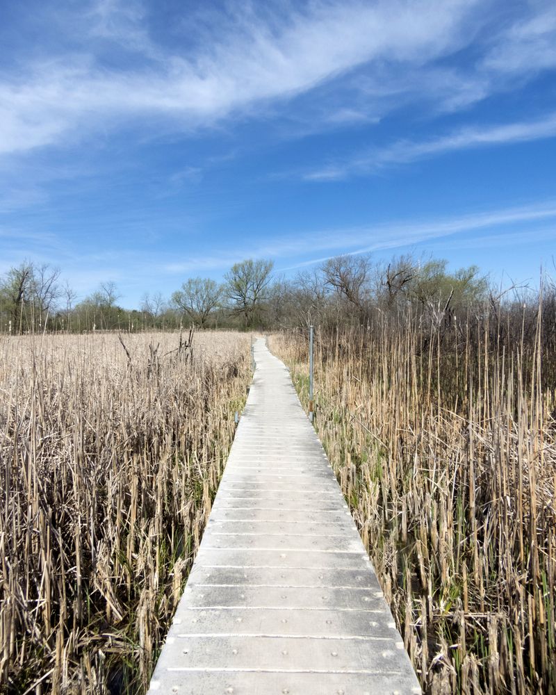 Boardwalk trail at Volo Bog State Natural Area