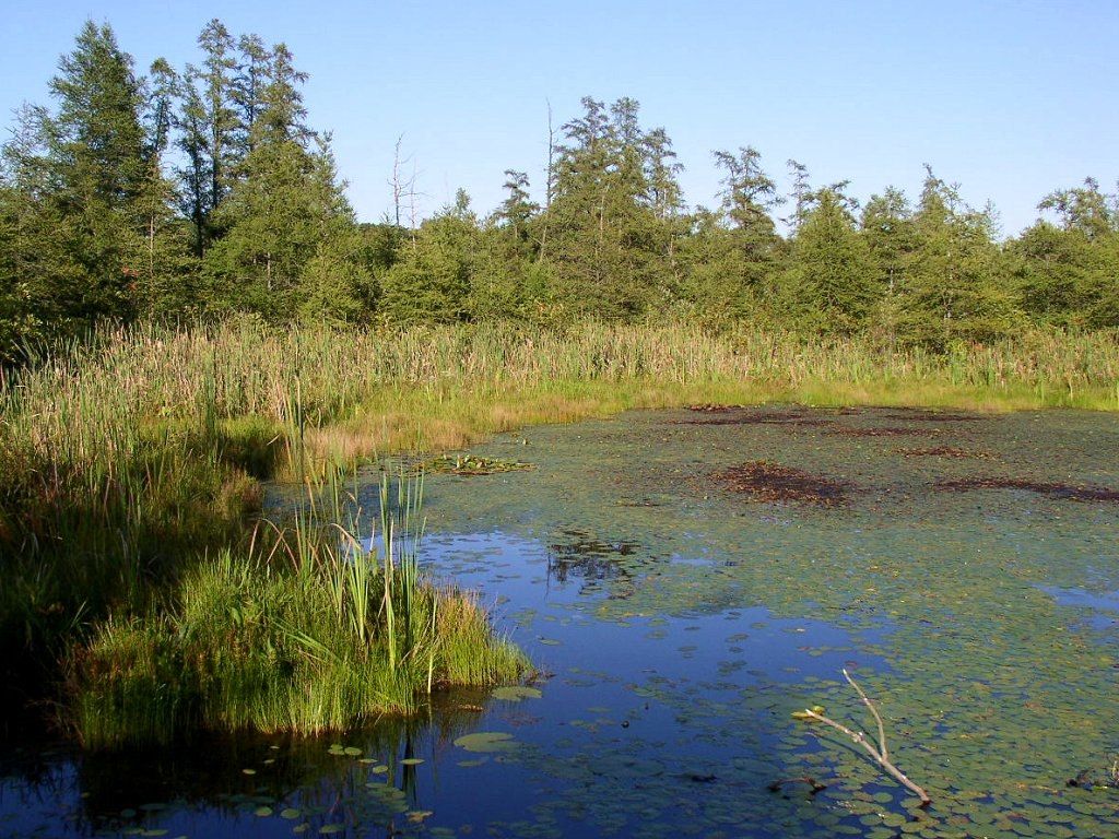 The waters of Volo Bog State Natural Area