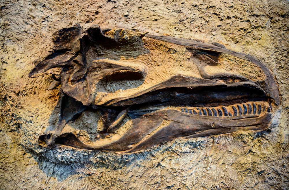 Dinosaur skull at Dinosaur National Monument
