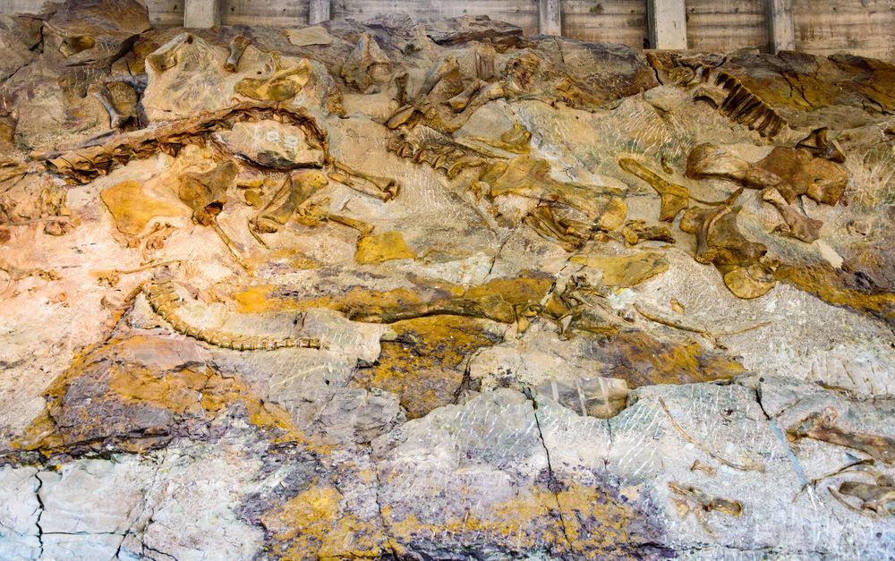Fossils at Dinosaur National Monument