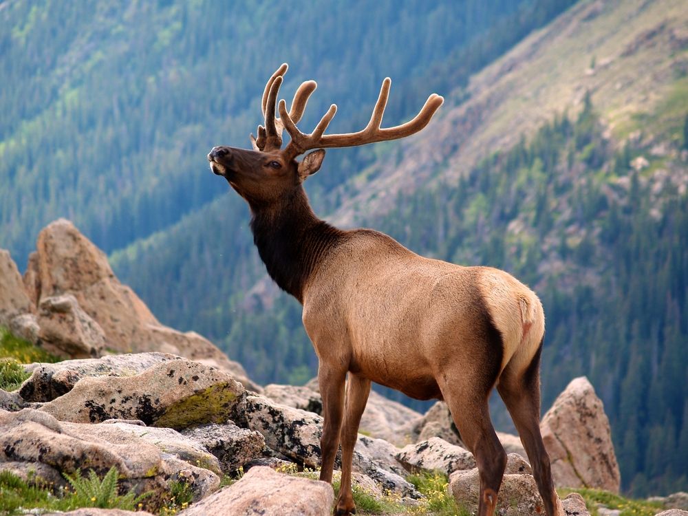 An elk at Rocky Mountain National Park