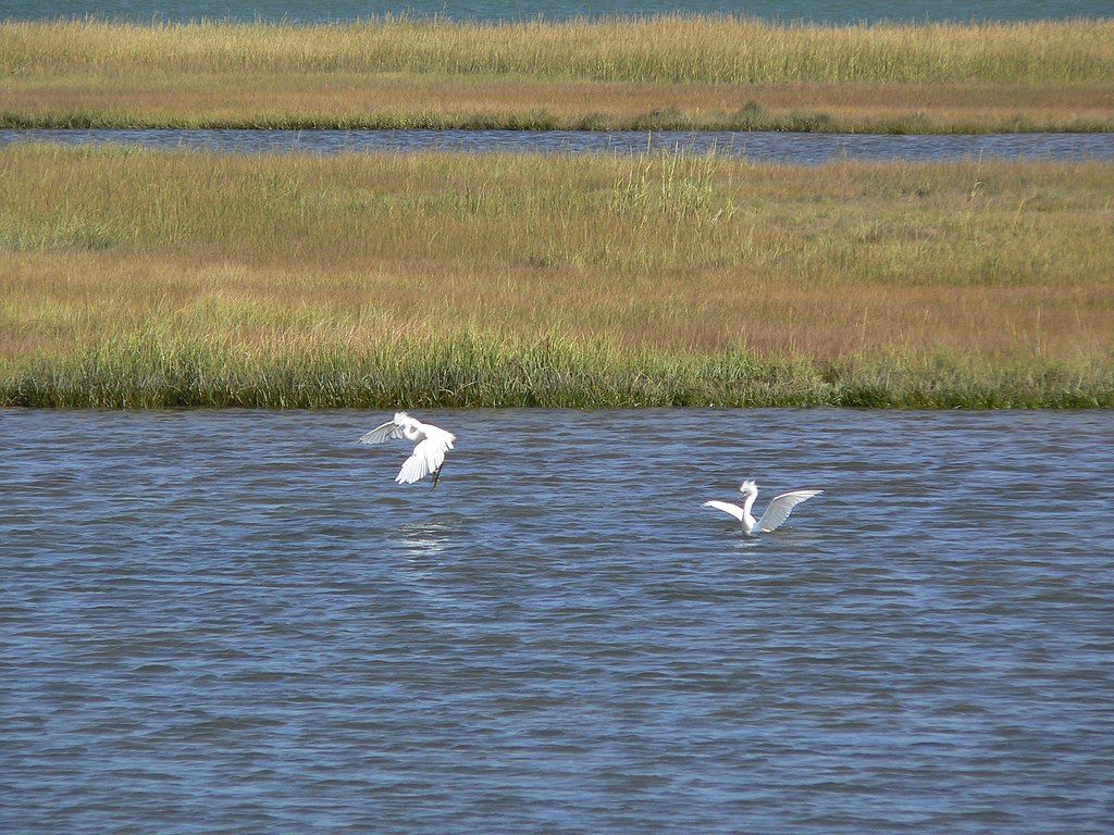 Birds at Belle Isle Marsh Reservation