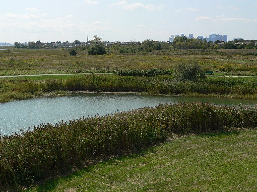 Salt marsh at Belle Isle Marsh Reservation