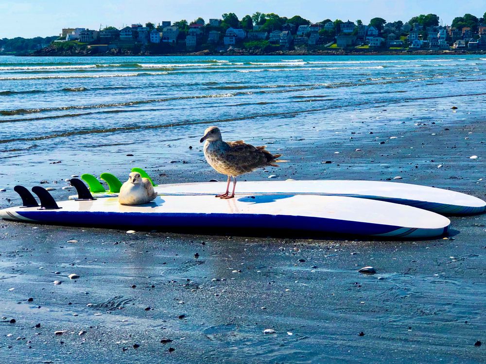 Bird on a surfboard at Nahant Beach Reservation