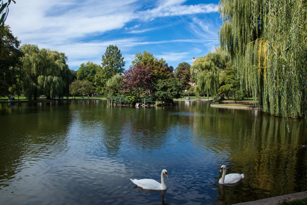 Swans on the pond of Public Garden and Boston Common