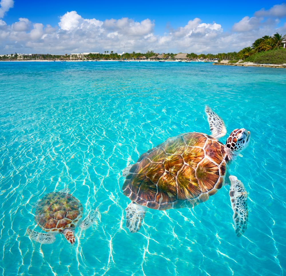 Turtles swimming on Akumal Beach