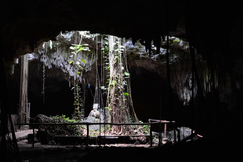 Plants in Cenote Chaak Tun