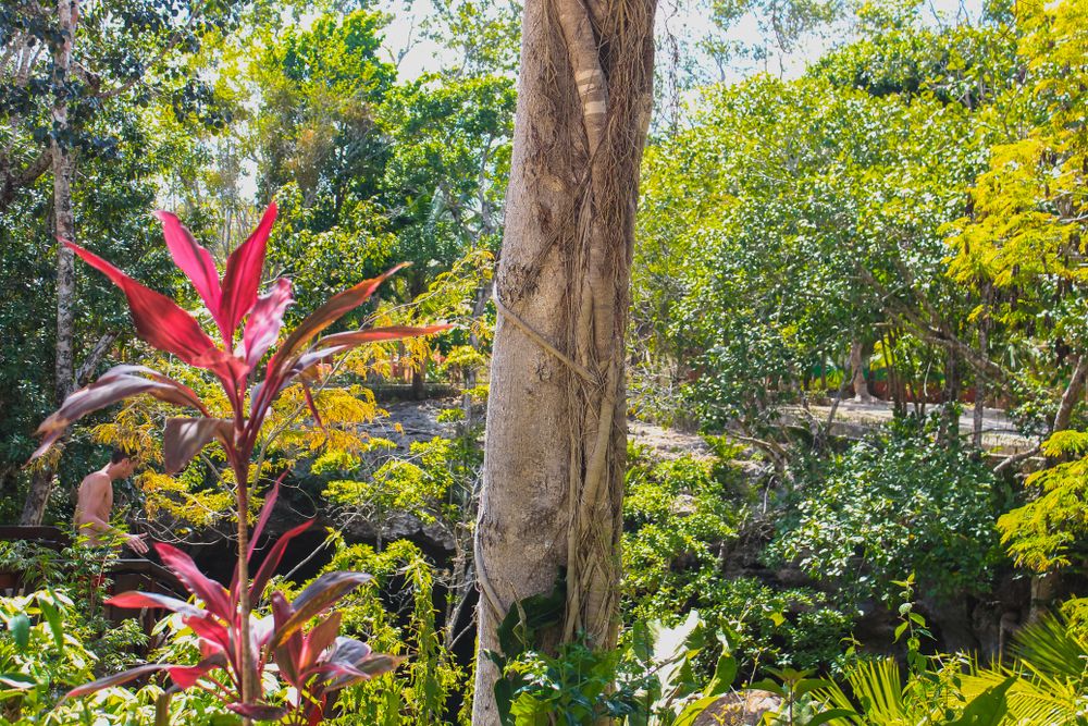 Plants and trees at Gran Cenote's garden