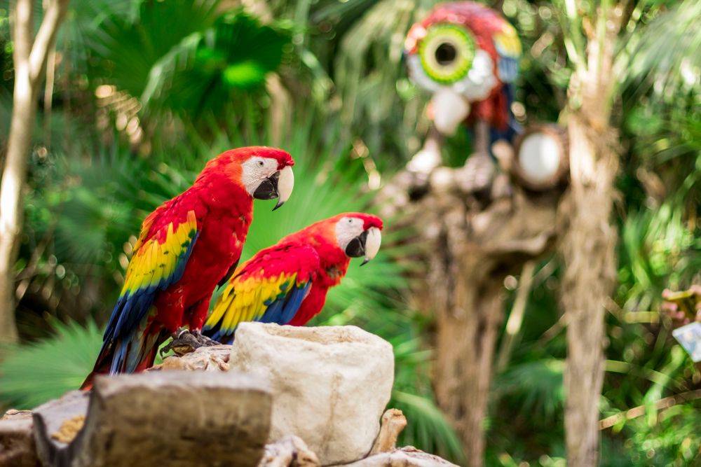 Red macaws at Xcaret Park