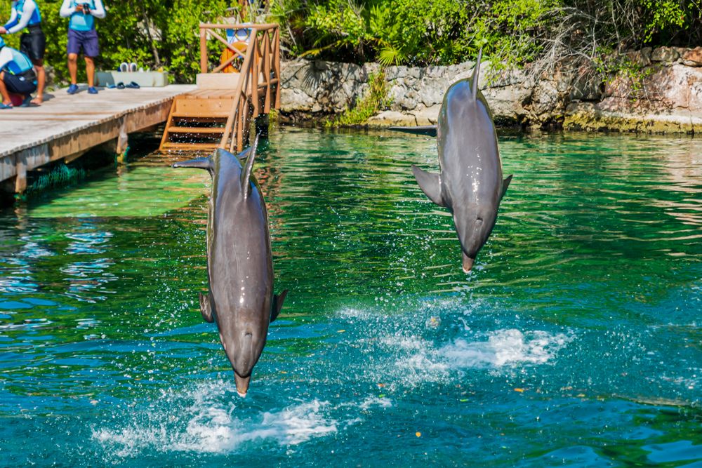 Dolphins jumping from the waters of Xel-Ha Park