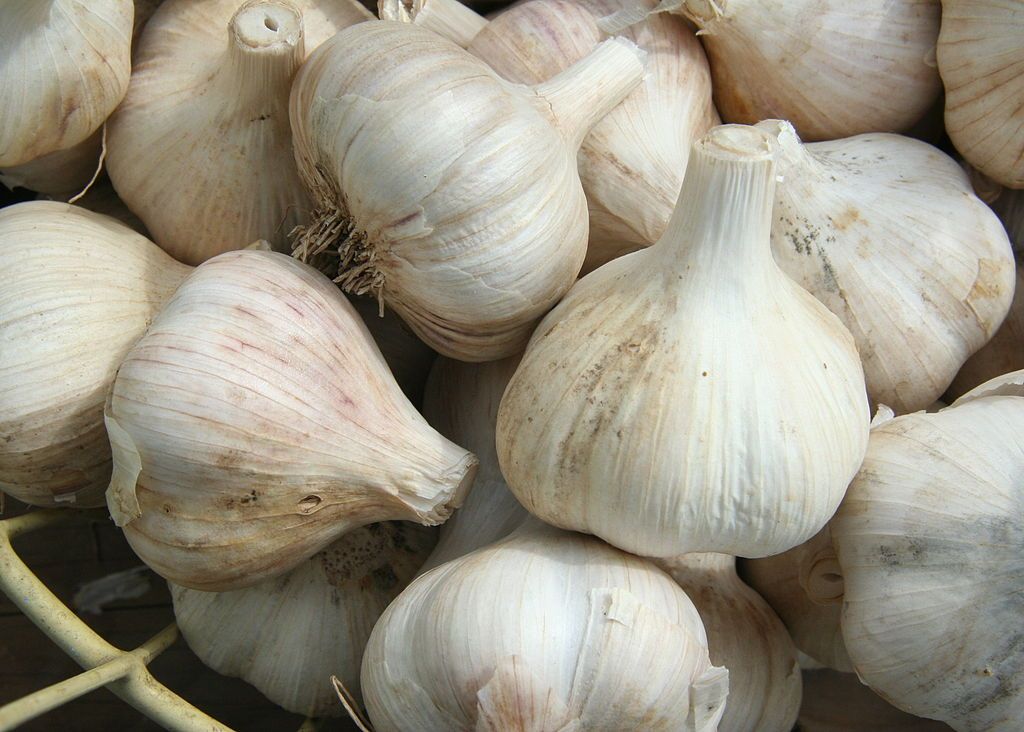 Garlic for sale at Rochester Farmers Market