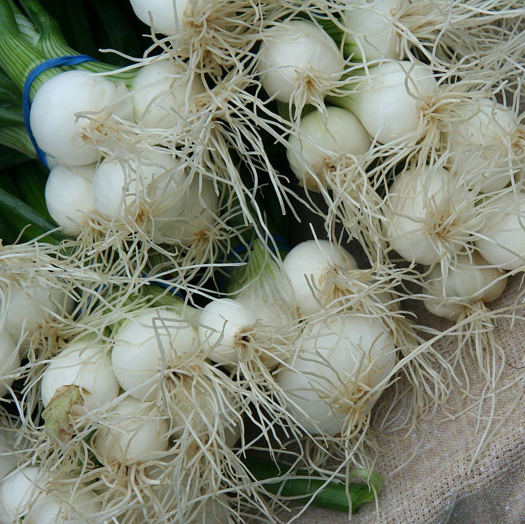 Onions for sale at Rochester Farmers Market