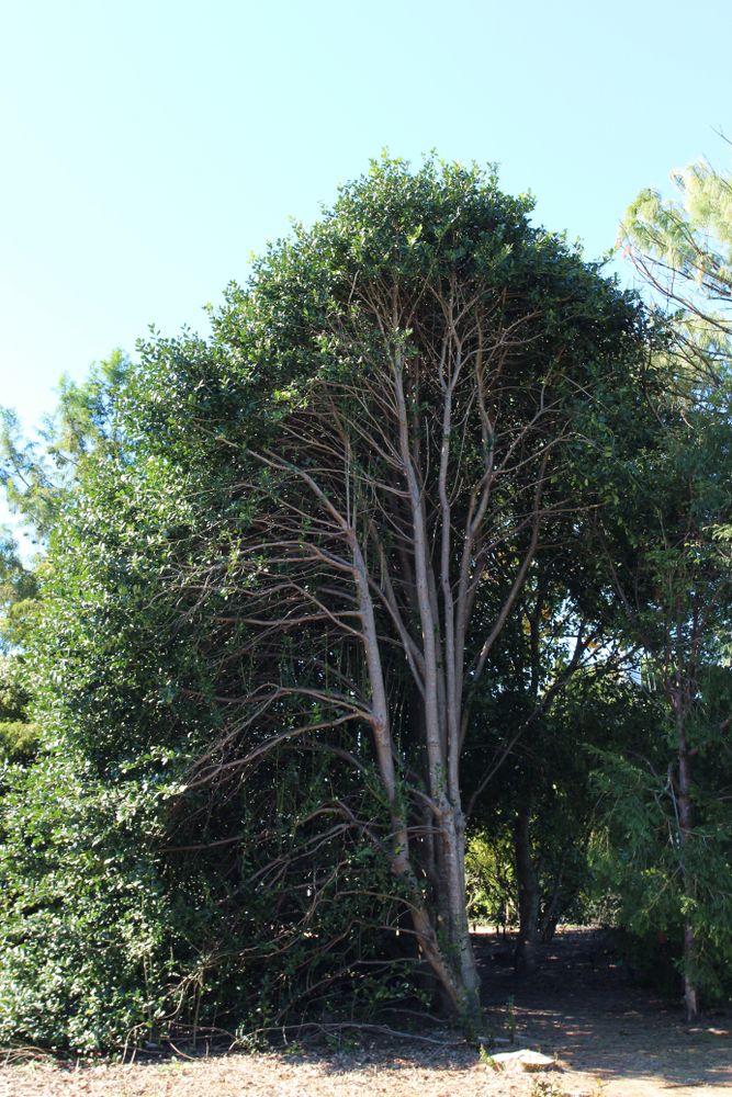 A tree at JC Raulston Arboretum