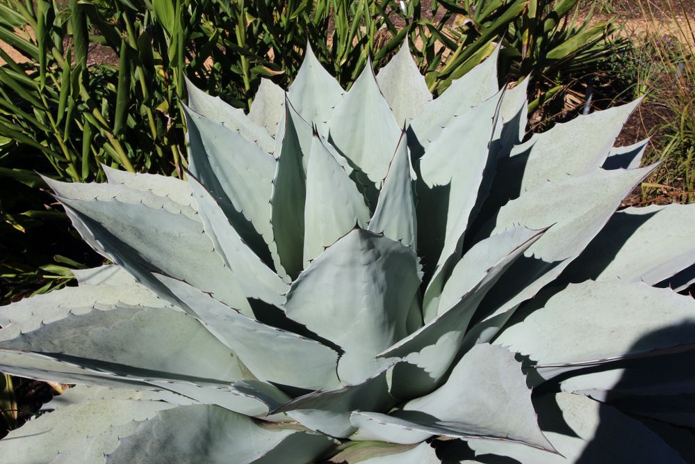 Agave plant at JC Raulston Arboretum